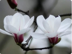农历二月十九日   恭迎南无观世音菩萨圣诞  放生视频